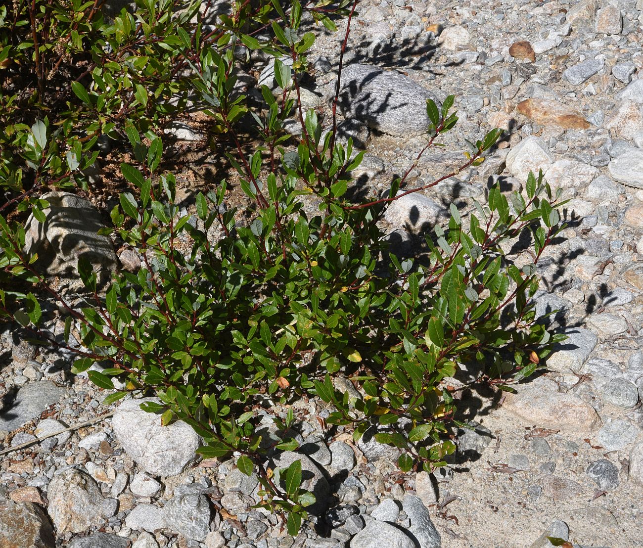 Image of Salix caucasica specimen.