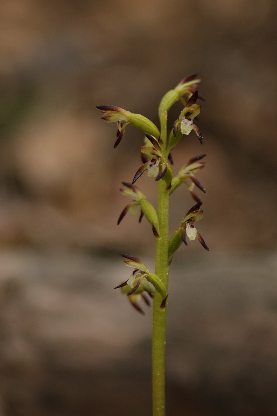 Image of Corallorhiza trifida specimen.