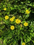 Doronicum orientale. Соцветия. Краснодарский край, г/о Сочи, мкр. Мацеста, дорога к Агурским водопадам, опушка леса. 11.04.2022.