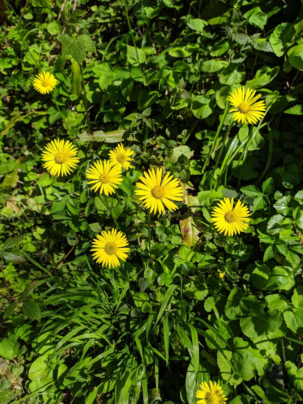 Image of Doronicum orientale specimen.