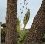 Tetrapanax papyrifer