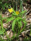 Anemone jenisseensis