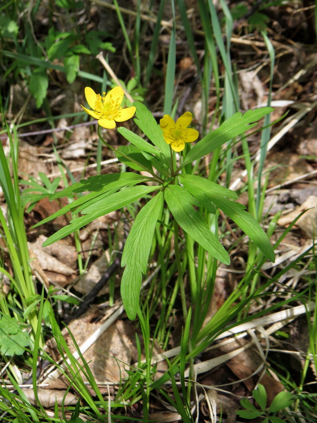 Image of Anemone jenisseensis specimen.