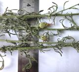 genus Centaurea