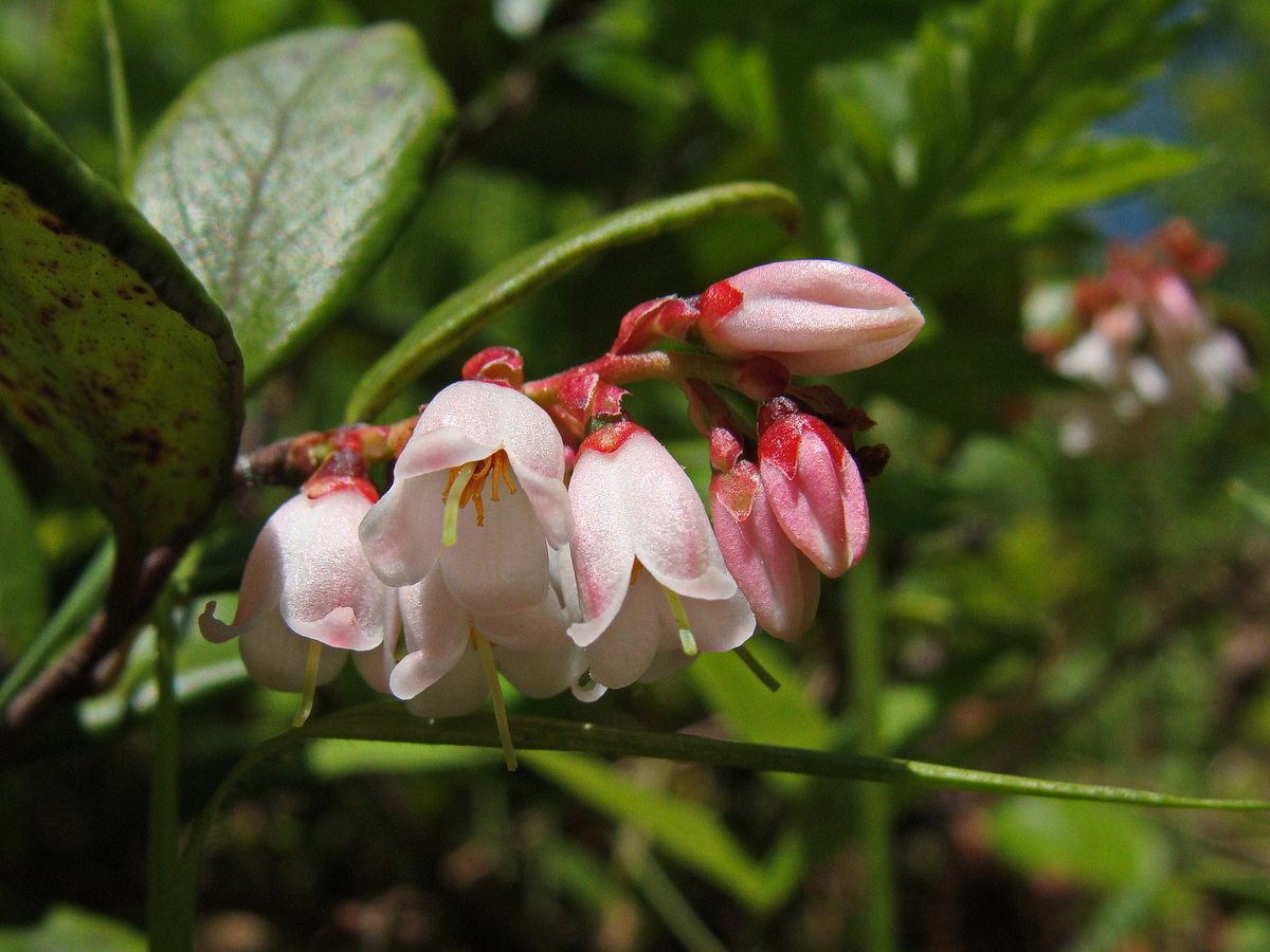Image of Vaccinium vitis-idaea specimen.