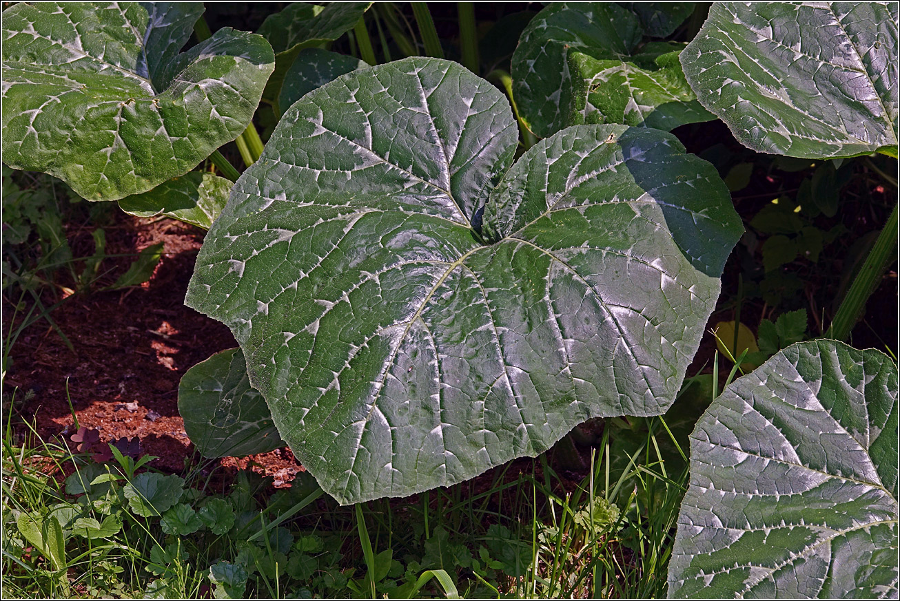 Image of Cucurbita pepo specimen.