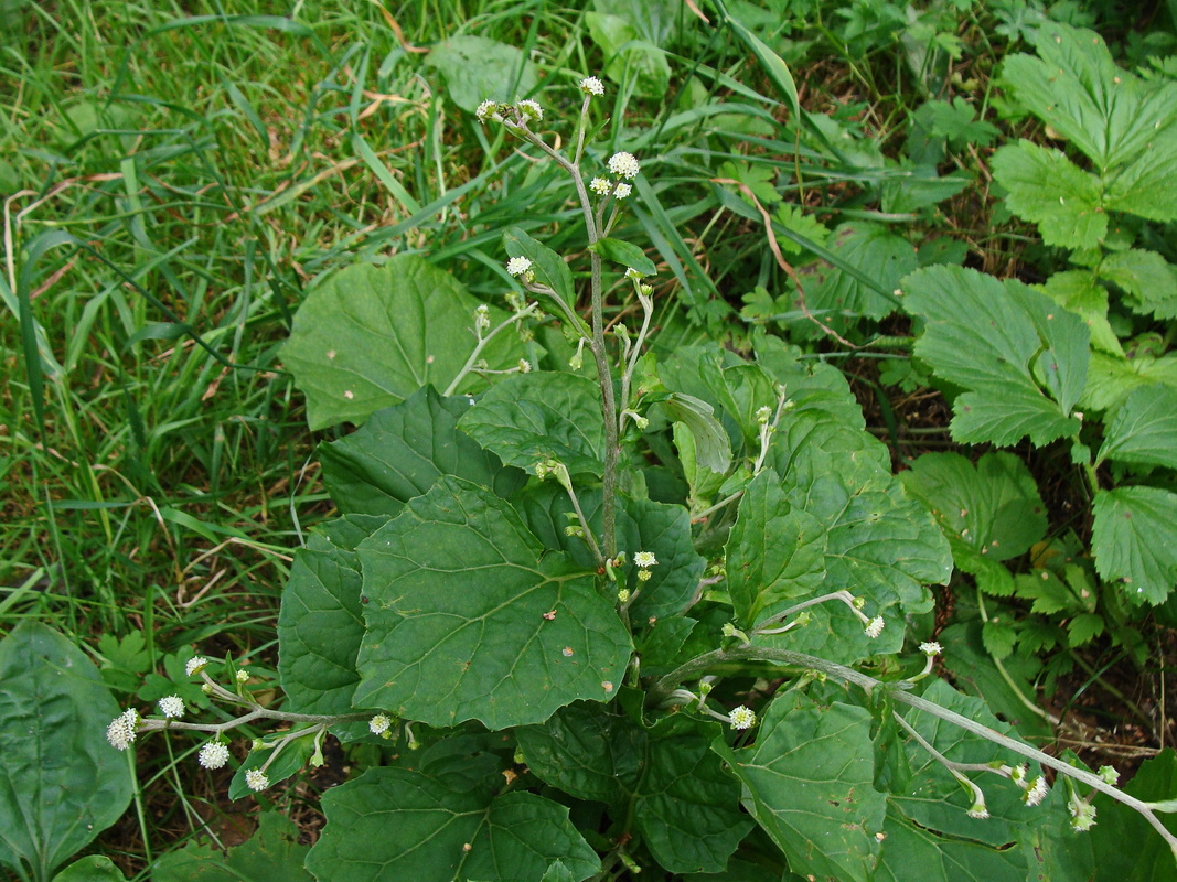 Image of Adenocaulon adhaerescens specimen.