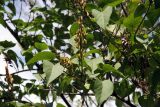 Syringa vulgaris