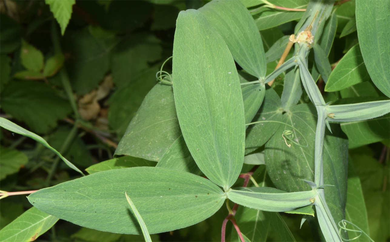 Image of Lathyrus latifolius specimen.