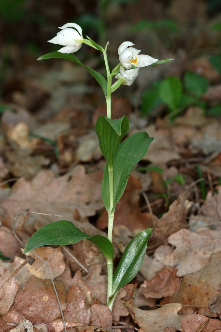 Изображение особи Cephalanthera damasonium.