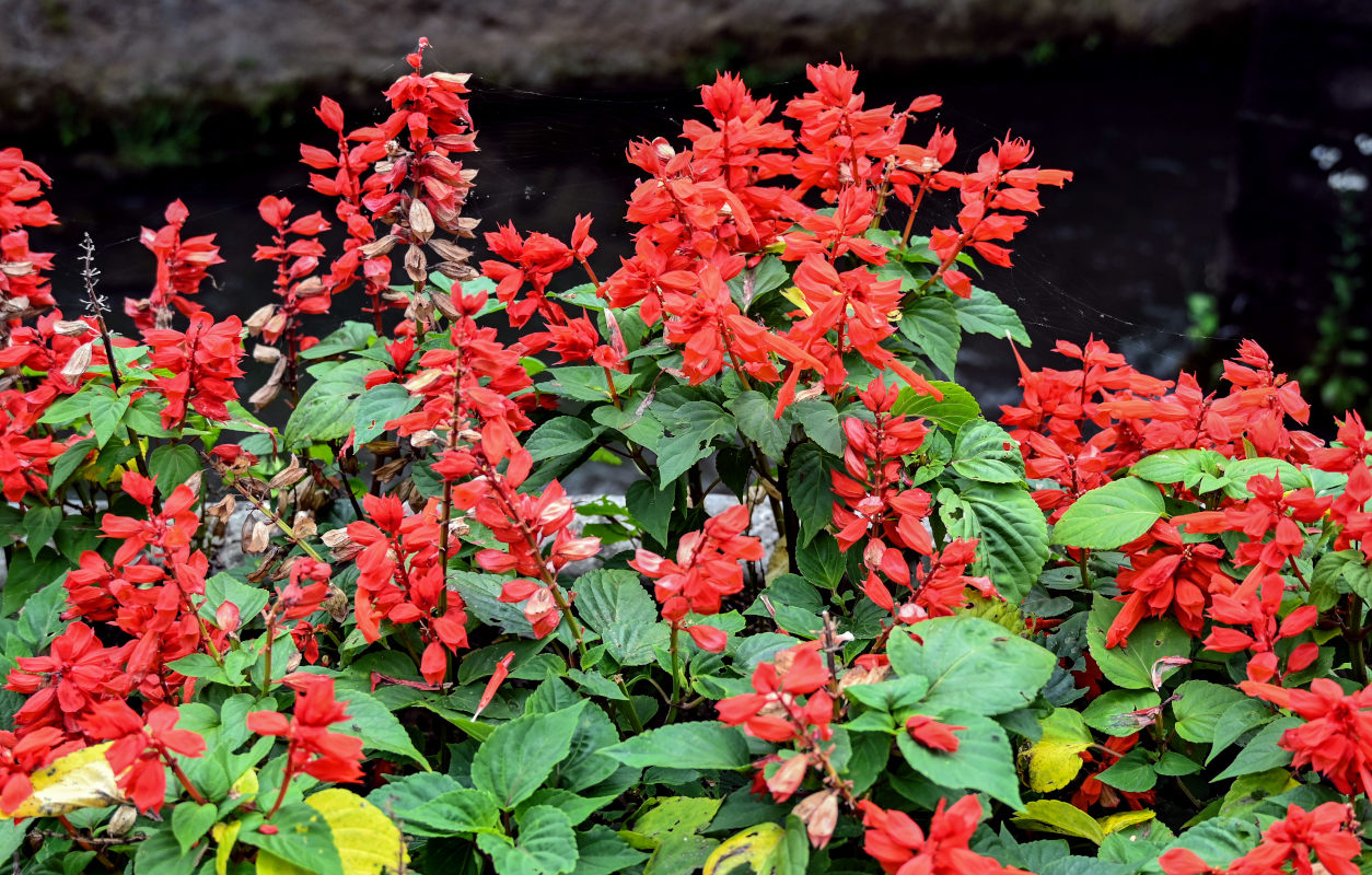 Image of Salvia splendens specimen.