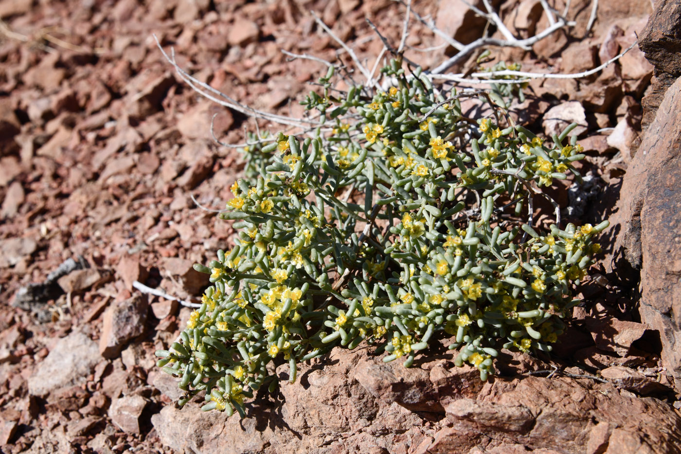 Image of Iljinia regelii specimen.
