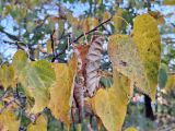 Tilia japonica