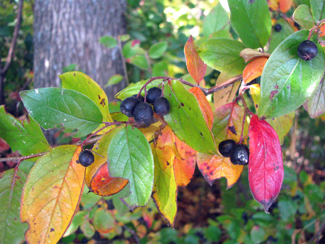 Изображение особи Cotoneaster lucidus.