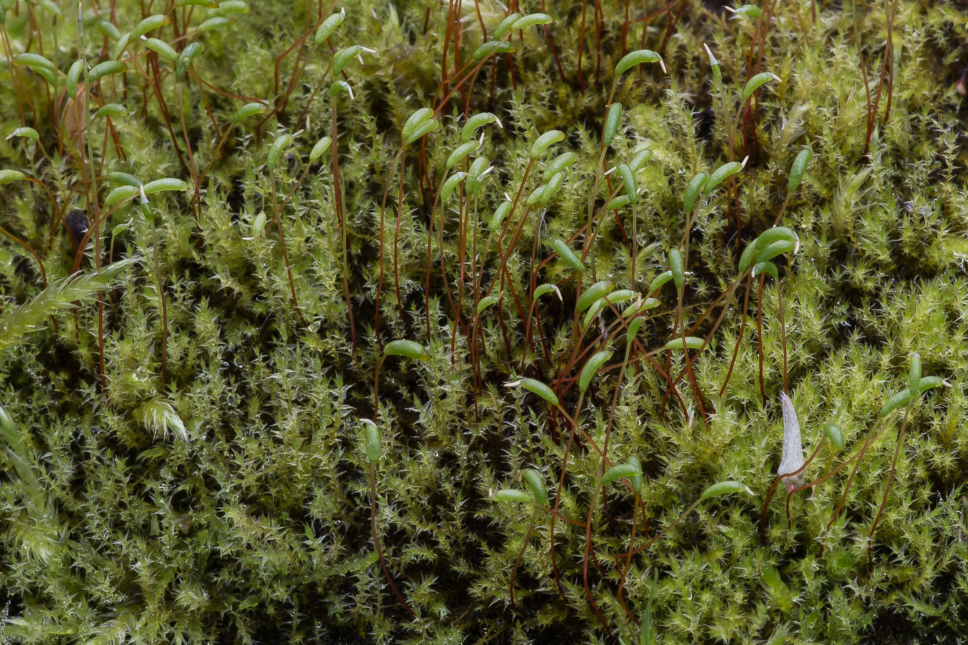 Image of familia Amblystegiaceae specimen.