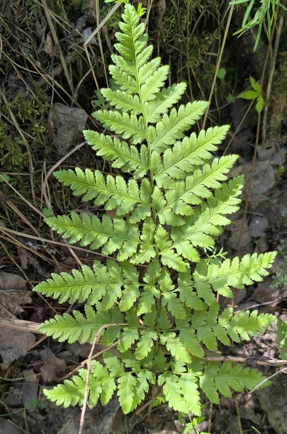 Image of Dryopteris carthusiana specimen.