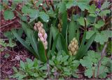 Hyacinthus orientalis. Развивающиеся соцветия и листья. Московская обл., Раменский р-н, окр. дер. Хрипань, садовый участок. 22.04.2025.