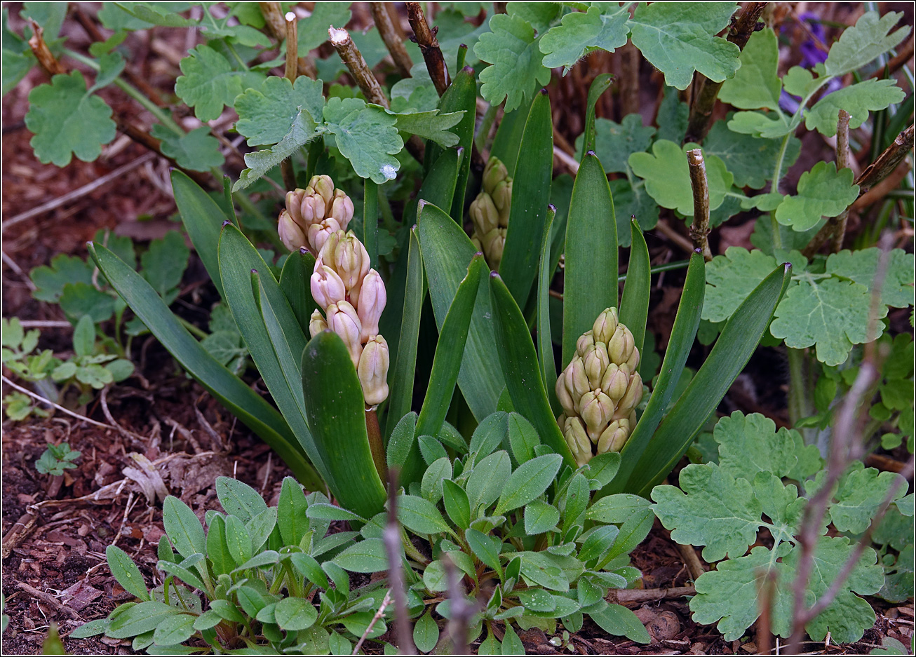 Изображение особи Hyacinthus orientalis.