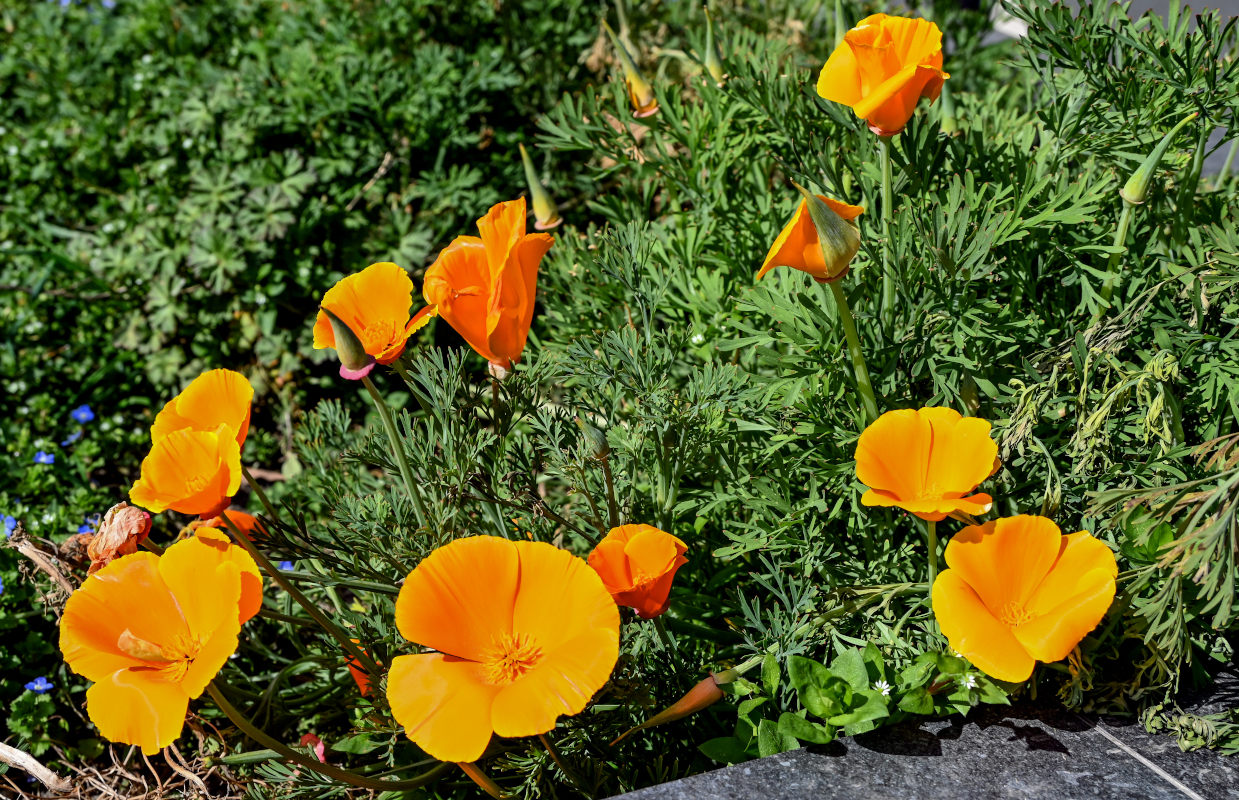 Image of Eschscholzia californica specimen.
