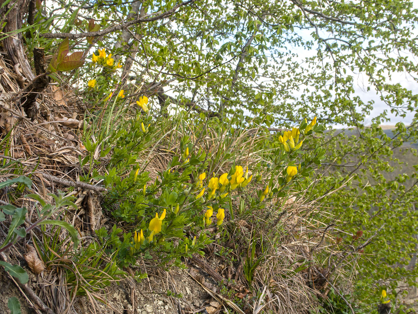 Image of Chamaecytisus colchicus specimen.