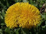 Taraxacum officinale. Фасциированное соцветие. Хабаровский край, окр. г. Комсомольск-на-Амуре, обочина грунтовой дороги. 19.05.2025.
