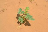 Astragalus citoinflatus