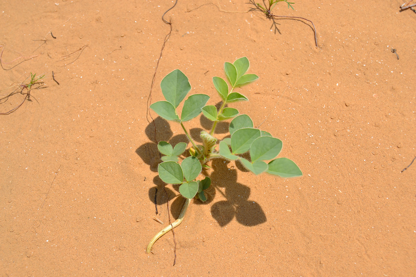 Image of Astragalus lehmannianus specimen.