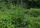 familia Poaceae. Цветущие растения в соседстве с Parthenocissus quinquefolia. Московская обл., Раменский р-н, окр. дер. Хрипань, садовый участок. 11.06.2025.