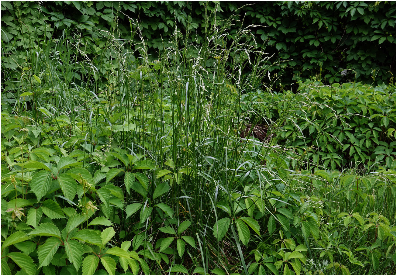 Изображение особи Festuca arundinacea.