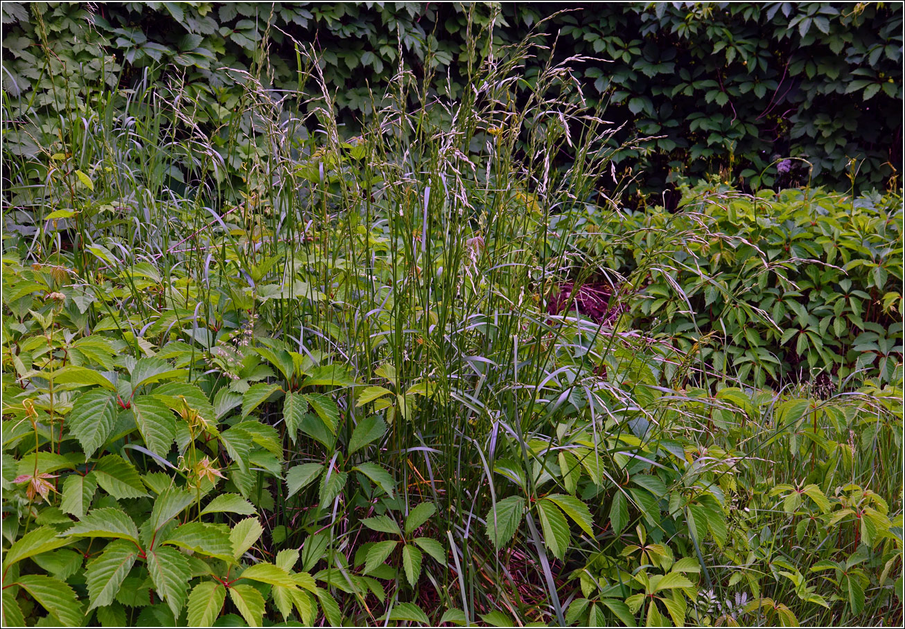 Image of familia Poaceae specimen.