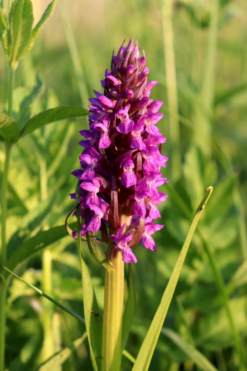Изображение особи Dactylorhiza incarnata.
