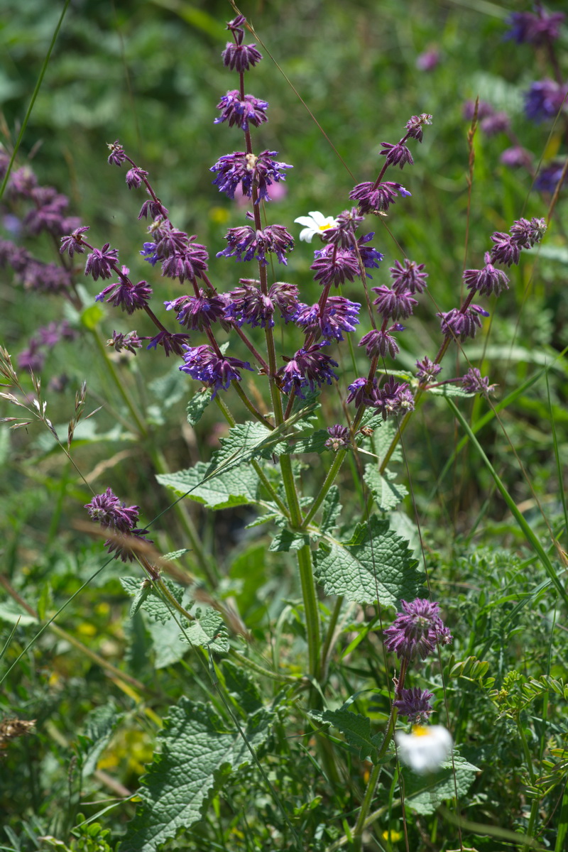 Изображение особи Salvia verticillata.