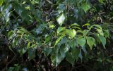 Hedera colchica