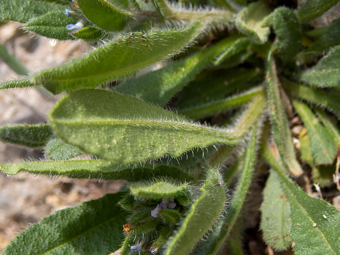 Изображение особи род Anchusa.