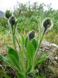 Hieracium alpinum. Зацветающее растение на моренном бугре, покрытом разреженной травянистой растительностью. Коми, Интинский р-н, пос. Желанный, Приполярный Урал, долина р. Балбанью. 12.07.2010.