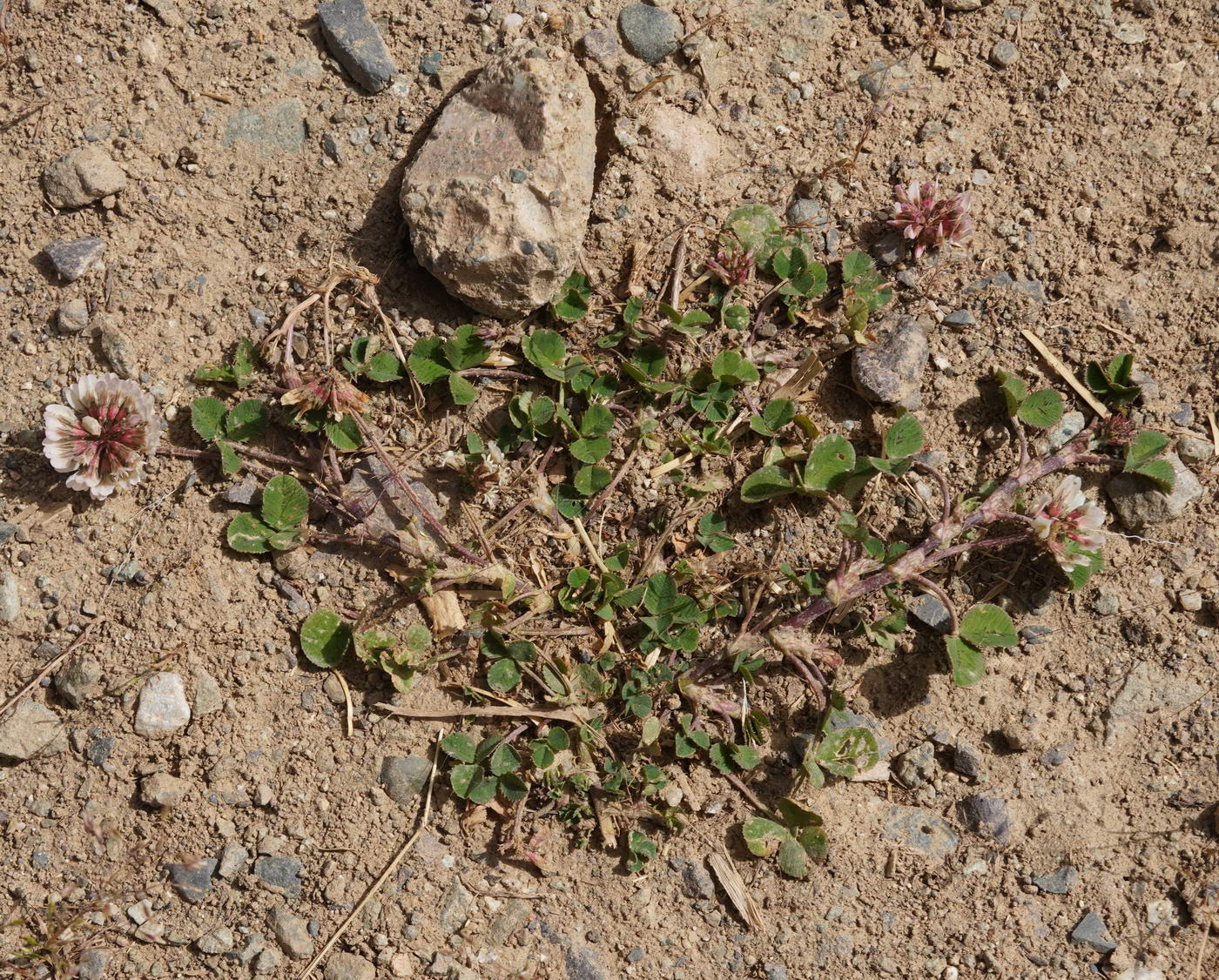 Изображение особи род Trifolium.