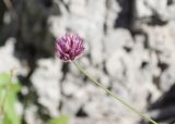 род Allium. Верхушка побега с соцветием. Турция, пров. Мугла, р-н Даламан, округ Капукаргын, п-ов Капыдаг, бухта Явансу (Yavansu Koyu), берег Средиземного моря, маквис. 05.05.2025.