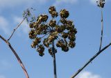 Archangelica officinalis. Зрелое соплодие. Пермский край, Кишертский р-н, высокий берег р. Сылва, береговая терраса. 10 августа 2024 г.