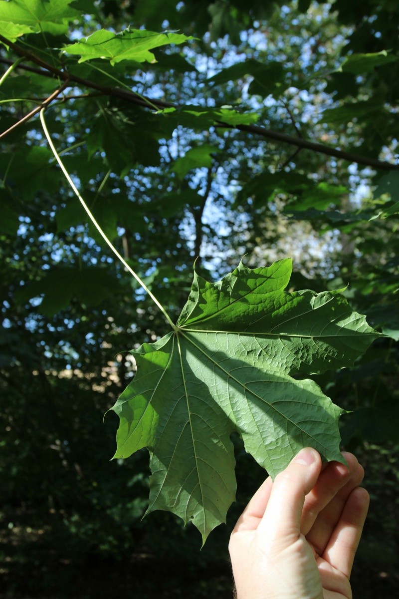 Изображение особи Acer platanoides.