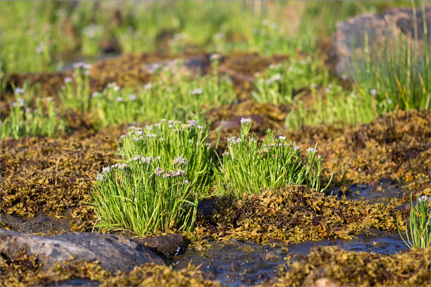 Изображение особи Tripolium pannonicum ssp. tripolium.