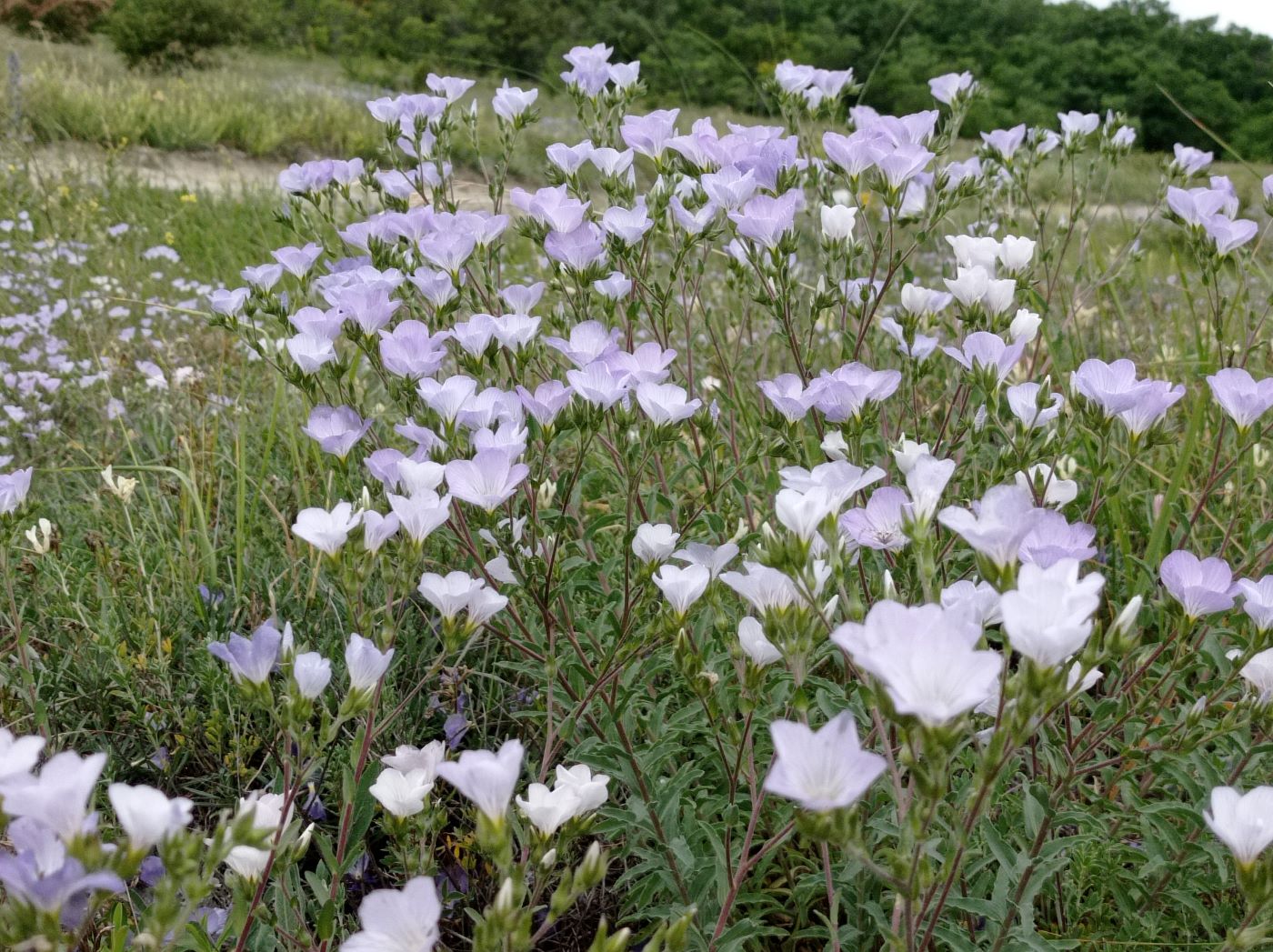 Изображение особи Linum lanuginosum.