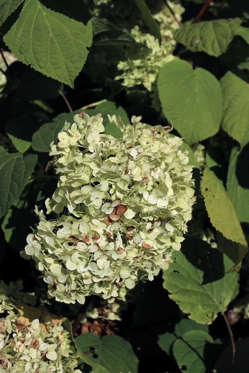 Изображение особи Hydrangea arborescens.