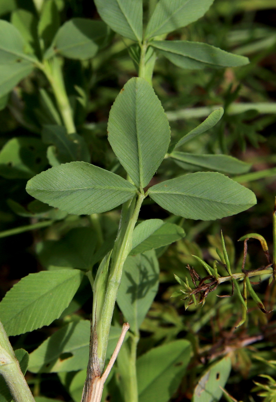 Image of Trifolium aureum specimen.