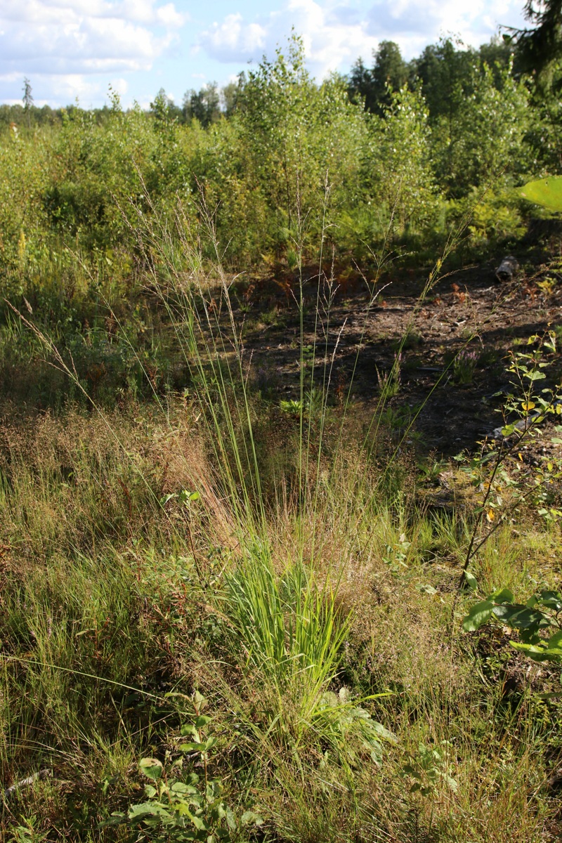 Изображение особи Molinia caerulea.