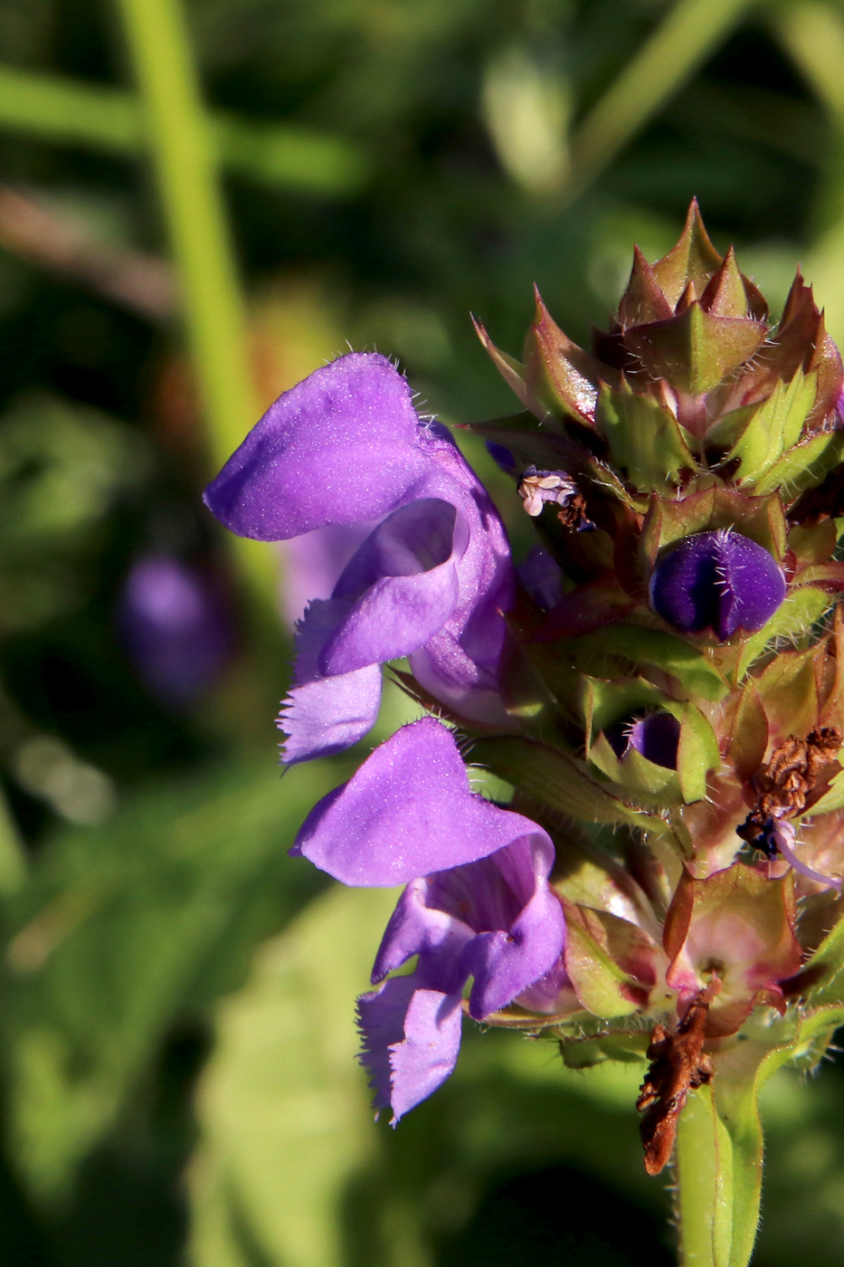 Изображение особи Prunella grandiflora.