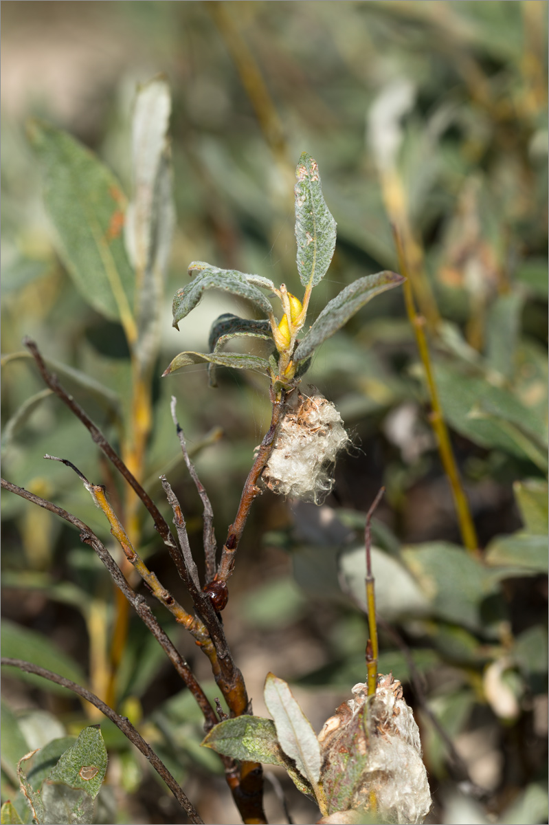 Image of Salix lapponum specimen.