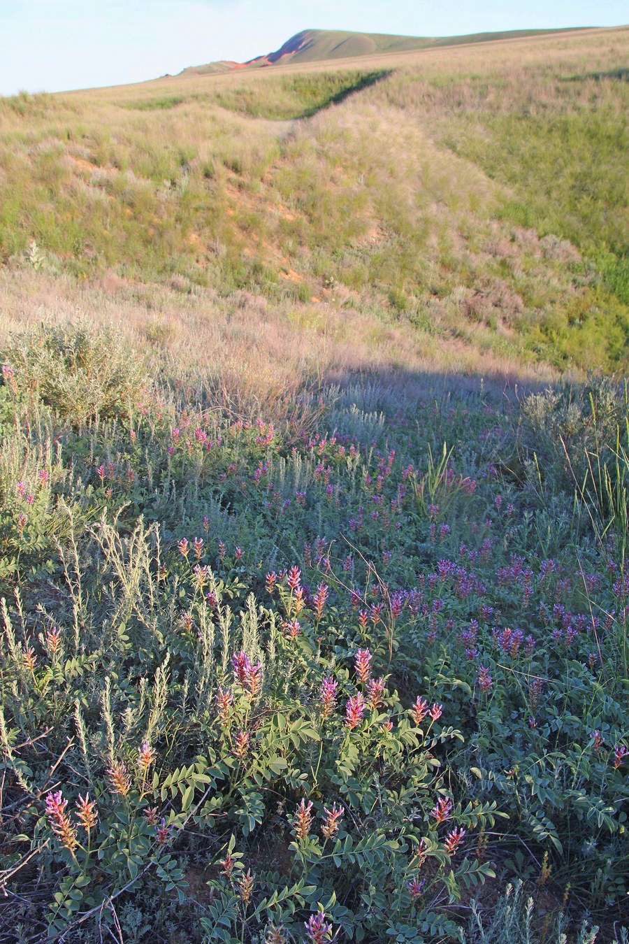 Изображение особи Glycyrrhiza aspera.
