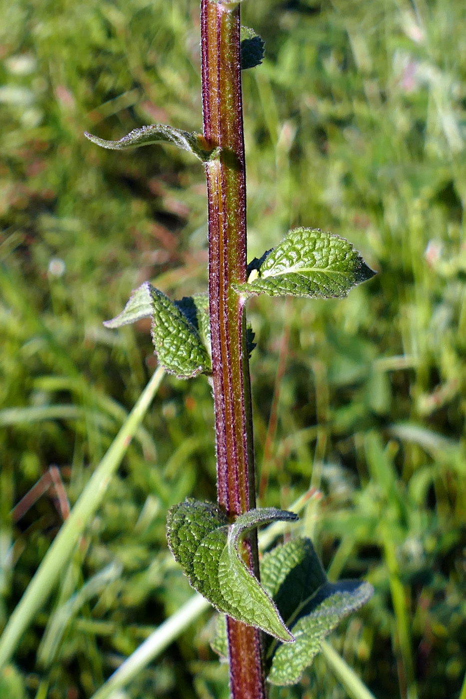 Изображение особи Verbascum nigrum.