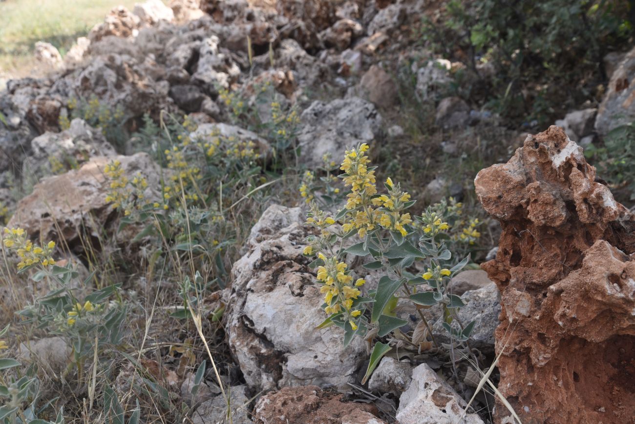 Image of genus Phlomis specimen.