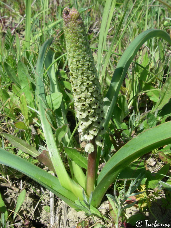 Image of genus Bellevalia specimen.